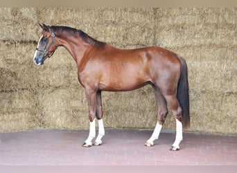 KWPN, Ruin, 3 Jaar, 171 cm, Donkere-vos