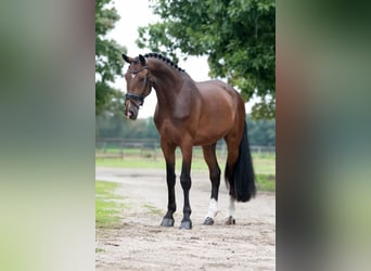 KWPN, Ruin, 3 Jaar, 172 cm, Bruin