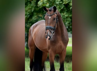 KWPN, Ruin, 3 Jaar, 172 cm, Bruin