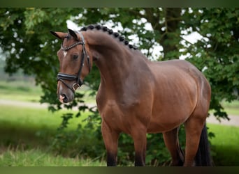 KWPN, Ruin, 3 Jaar, 172 cm, Bruin