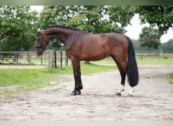 KWPN, Ruin, 3 Jaar, 172 cm, Bruin