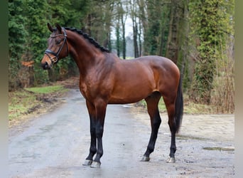 KWPN, Ruin, 3 Jaar, 172 cm, Bruin