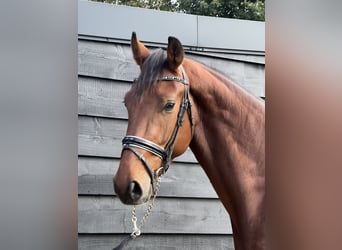 KWPN, Ruin, 3 Jaar, 172 cm, Bruin