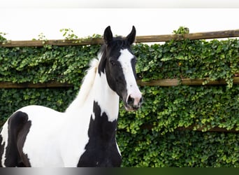 KWPN, Ruin, 3 Jaar, 173 cm, Gevlekt-paard