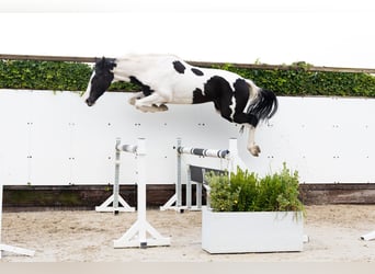 KWPN, Ruin, 3 Jaar, 173 cm, Gevlekt-paard
