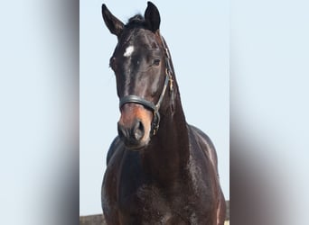 KWPN, Ruin, 3 Jaar, 175 cm, Donkerbruin