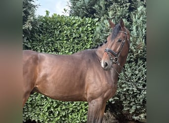 KWPN, Ruin, 3 Jaar, 177 cm, Bruin