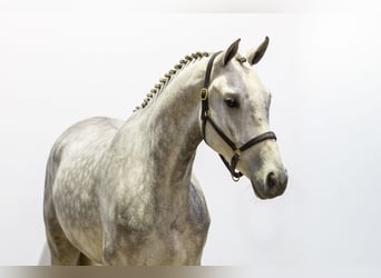 KWPN, Ruin, 3 Jaar, 177 cm, Schimmel