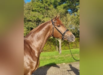 KWPN, Ruin, 3 Jaar, 178 cm, Donkere-vos