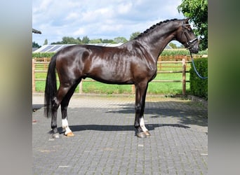 KWPN, Ruin, 3 Jaar, 183 cm, Zwart