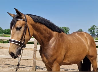 KWPN, Ruin, 3 Jaar, Falbe