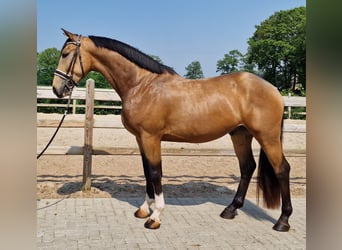 KWPN, Ruin, 3 Jaar, Falbe