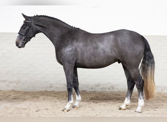KWPN, Ruin, 3 Jaar, Schimmel