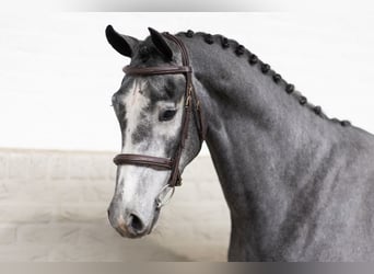 KWPN, Ruin, 3 Jaar, Schimmel