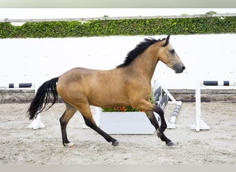 KWPN, Ruin, 4 Jaar, 144 cm