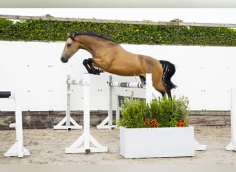 KWPN, Ruin, 4 Jaar, 144 cm
