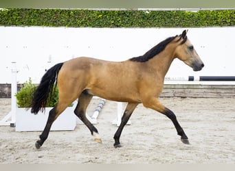 KWPN, Ruin, 4 Jaar, 144 cm