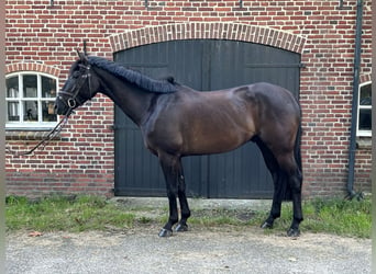 KWPN, Ruin, 4 Jaar, 155 cm, Donkerbruin