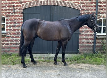 KWPN, Ruin, 4 Jaar, 155 cm, Donkerbruin