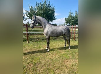 KWPN, Ruin, 4 Jaar, 158 cm, Schimmel