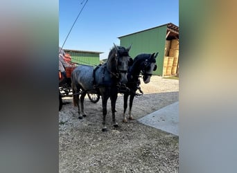 KWPN, Ruin, 4 Jaar, 158 cm, Schimmel