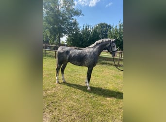 KWPN, Ruin, 4 Jaar, 158 cm, Schimmel