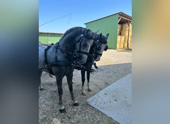KWPN, Ruin, 4 Jaar, 158 cm, Schimmel