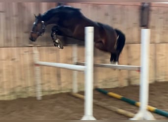 KWPN, Ruin, 4 Jaar, 160 cm, Donkerbruin
