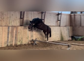 KWPN, Ruin, 4 Jaar, 160 cm, Donkerbruin