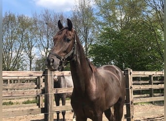 KWPN, Ruin, 4 Jaar, 160 cm, Donkere-vos