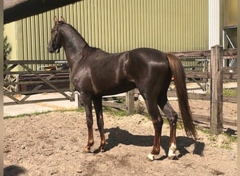 KWPN, Ruin, 4 Jaar, 160 cm, Donkere-vos