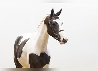 KWPN, Ruin, 4 Jaar, 160 cm, Gevlekt-paard