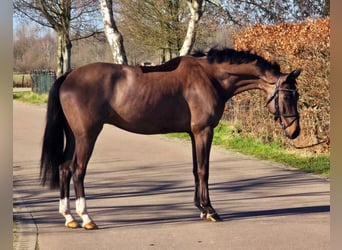 KWPN, Ruin, 4 Jaar, 160 cm, Zwart