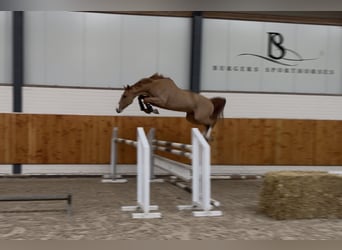 KWPN, Ruin, 4 Jaar, 161 cm, Vos