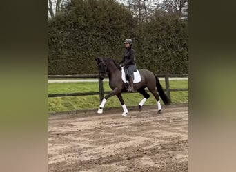 KWPN, Ruin, 4 Jaar, 162 cm, Zwart