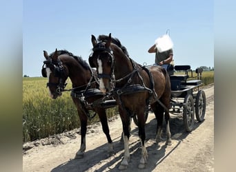 KWPN, Ruin, 4 Jaar, 163 cm, Roodbruin