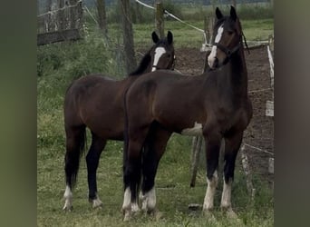 KWPN, Ruin, 4 Jaar, 163 cm, Roodbruin