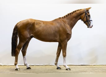 KWPN, Ruin, 4 Jaar, 163 cm