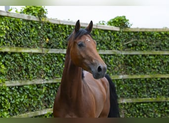 KWPN, Ruin, 4 Jaar, 164 cm, Bruin