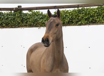 KWPN, Ruin, 4 Jaar, 164 cm, Bruin