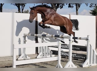KWPN, Ruin, 4 Jaar, 164 cm, Bruin