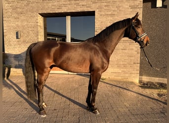 KWPN, Ruin, 4 Jaar, 164 cm, Donkerbruin