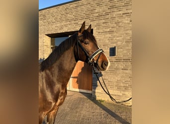 KWPN, Ruin, 4 Jaar, 164 cm, Donkerbruin