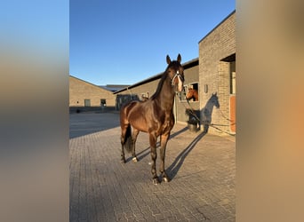 KWPN, Ruin, 4 Jaar, 164 cm, Donkerbruin