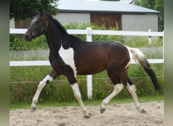 KWPN, Ruin, 4 Jaar, 164 cm, Gevlekt-paard