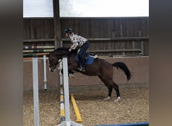 KWPN, Ruin, 4 Jaar, 165 cm, Bruin