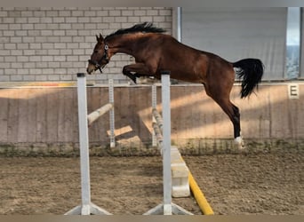 KWPN, Ruin, 4 Jaar, 165 cm, Bruin