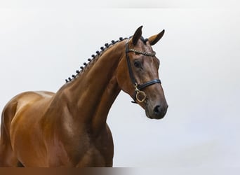KWPN, Ruin, 4 Jaar, 165 cm, Bruin