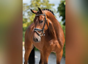 KWPN, Ruin, 4 Jaar, 165 cm, Roodbruin