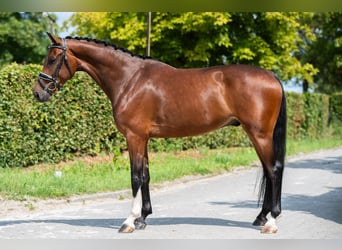 KWPN, Ruin, 4 Jaar, 165 cm, Roodbruin